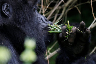 2018-01-11T180409Z_982080765_RC1C781F0110_RTRMADP_3_RWANDA-GORILLAS.JPG