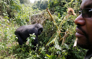 2018-01-11T180515Z_1945349355_RC18E40B13D0_RTRMADP_3_RWANDA-GORILLAS.JPG