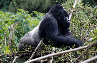 2018-01-11T180534Z_1350582979_RC1A17D2FF30_RTRMADP_3_RWANDA-GORILLAS.JPG