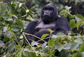 2018-01-11T180550Z_585701821_RC1342976C40_RTRMADP_3_RWANDA-GORILLAS.JPG