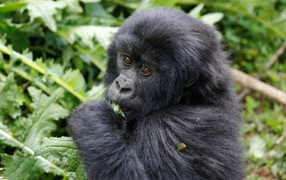 2018-01-11T180540Z_1635500716_RC14EAA30720_RTRMADP_3_RWANDA-GORILLAS.JPG