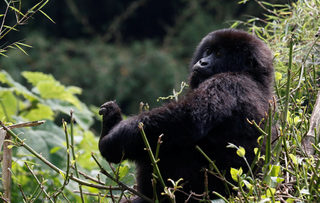 2018-01-11T180510Z_818910348_RC1FB8964050_RTRMADP_3_RWANDA-GORILLAS.JPG