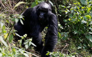 2018-01-11T180521Z_556645392_RC12BE18D5B0_RTRMADP_3_RWANDA-GORILLAS.JPG