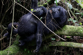 2018-01-11T180845Z_1837046460_RC1CD7F605E0_RTRMADP_3_RWANDA-GORILLAS.JPG