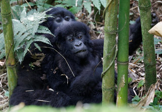 2018-01-11T180829Z_827767688_RC1862552B10_RTRMADP_3_RWANDA-GORILLAS.JPG