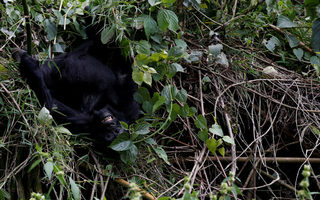 2018-01-11T190056Z_881357352_RC1756F68A50_RTRMADP_3_RWANDA-GORILLAS.JPG