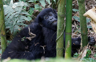 2018-01-11T180823Z_1162185306_RC1D5E271580_RTRMADP_3_RWANDA-GORILLAS.JPG
