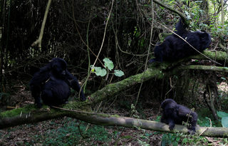 2018-01-11T180853Z_790644762_RC15B4DBA410_RTRMADP_3_RWANDA-GORILLAS.JPG