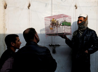 2018-01-31T080316Z_1176287612_RC17D89D2060_RTRMADP_3_AFGHANISTAN-BIRDMARKET.JPG