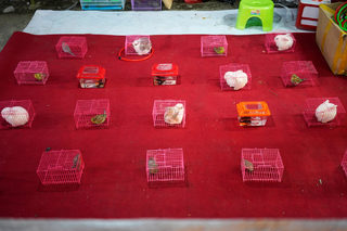 2018-01-12T094427Z_95624223_RC1CA49D6460_RTRMADP_3_CHINA-ODDLY.JPG