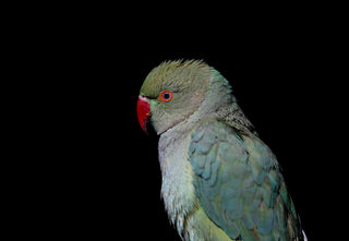 2018-01-31T080408Z_146194855_RC14B0D3CC20_RTRMADP_3_AFGHANISTAN-BIRDMARKET.JPG