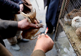 2018-01-31T080405Z_963262472_RC1753FE7A00_RTRMADP_3_AFGHANISTAN-BIRDMARKET.JPG