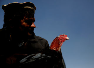 2018-01-31T080347Z_2020982306_RC1AD54F19D0_RTRMADP_3_AFGHANISTAN-BIRDMARKET.JPG