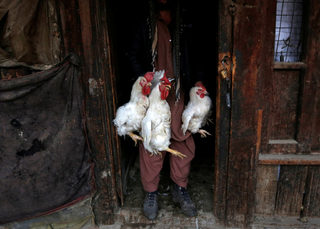 2018-01-31T080513Z_1465928743_RC1F3C364950_RTRMADP_3_AFGHANISTAN-BIRDMARKET.JPG