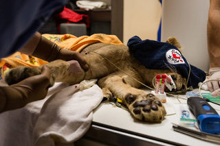 VIER PFOTEN_2018-01-31_037.JPG