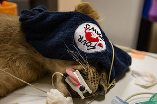 VIER PFOTEN_2018-01-31_039.JPG