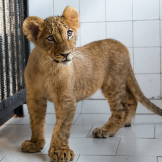 VIER PFOTEN_2018-01-31_060.JPG