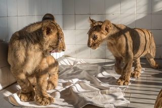 VIER PFOTEN_2018-01-31_061.JPG