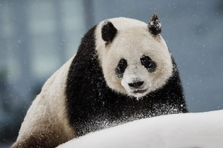 2018-02-17T080945Z_1783249506_RC11474A5800_RTRMADP_3_FINLAND-ANIMALS.JPG