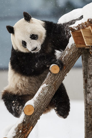 2018-02-17T080952Z_1025232904_RC1542FAA020_RTRMADP_3_FINLAND-ANIMALS.JPG
