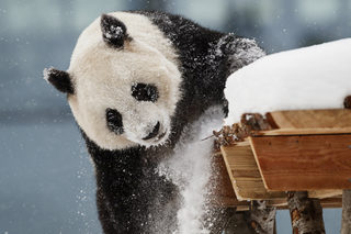 2018-02-17T080947Z_1453052874_RC17C8B026B0_RTRMADP_3_FINLAND-ANIMALS.JPG