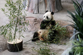 2018-02-17T084733Z_1573024746_RC11BF9B7200_RTRMADP_3_FINLAND-ANIMALS.JPG