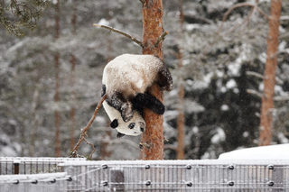 2018-02-17T085452Z_1866759921_RC1B5B0FCD40_RTRMADP_3_FINLAND-ANIMALS.JPG
