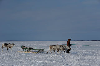 The Wider Image: Russian voting starts early for reindeer herders
