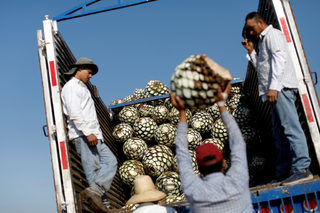 2018-05-02T150404Z_1598723491_RC1C60572C80_RTRMADP_3_MEXICO-TEQUILA.JPG