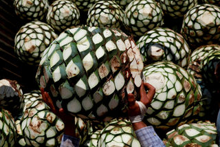 2018-05-02T150358Z_1088158664_RC1349B23020_RTRMADP_3_MEXICO-TEQUILA.JPG