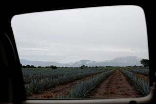 2018-05-02T150515Z_1099304469_RC1B0BD07D00_RTRMADP_3_MEXICO-TEQUILA.JPG