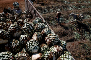 2018-05-02T150413Z_1793224037_RC15FB607E00_RTRMADP_3_MEXICO-TEQUILA.JPG