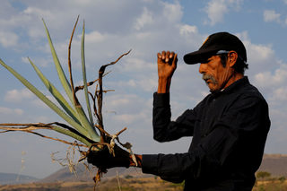 2018-05-02T150427Z_374947510_RC133AD8EE60_RTRMADP_3_MEXICO-TEQUILA.JPG