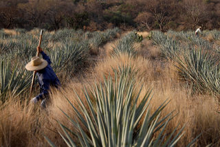 2018-05-02T150706Z_1948819251_RC11379AD7A0_RTRMADP_3_MEXICO-TEQUILA.JPG