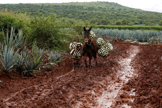 2018-05-02T150654Z_912844128_RC13C1E56870_RTRMADP_3_MEXICO-TEQUILA.JPG