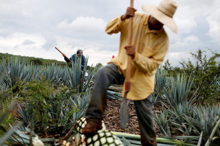 2018-05-02T150730Z_1210586054_RC15C3F01B60_RTRMADP_3_MEXICO-TEQUILA.JPG