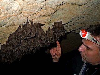 Boyan bats.jpg