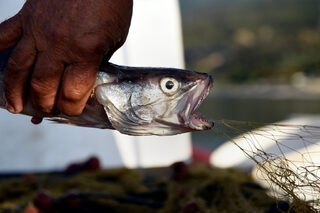 2018-07-02T130310Z_471691453_RC170F474670_RTRMADP_3_GREECE-FISHING.JPG