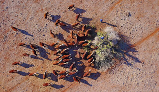2018-07-31T230409Z_1286227665_RC11450C6F60_RTRMADP_3_AUSTRALIA-DROUGHT.JPG
