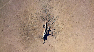 2018-07-31T230617Z_1223976931_RC113CFCA000_RTRMADP_3_AUSTRALIA-DROUGHT.JPG