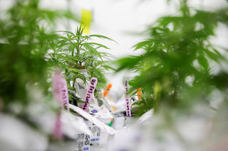 2018-10-15T132432Z_1840397838_RC1A474DDDF0_RTRMADP_3_CANADA-MARIJUANA-COLLEGE.JPG