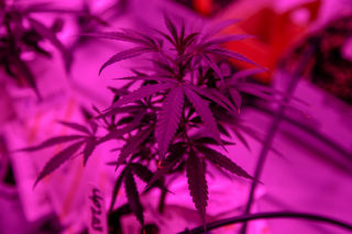 2018-10-15T132456Z_543212792_RC120F1D1C30_RTRMADP_3_CANADA-MARIJUANA-COLLEGE.JPG