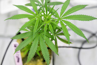 2018-10-15T132504Z_210037721_RC1F705E6360_RTRMADP_3_CANADA-MARIJUANA-COLLEGE.JPG