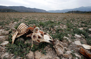 2019-01-11T184826Z_1682100436_RC1B935A1310_RTRMADP_3_CHILE-DROUGHT-LAGOON (1).JPG