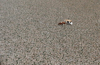 2019-01-11T185851Z_852352968_RC17D92AE9A0_RTRMADP_3_CHILE-DROUGHT-LAGOON.JPG