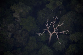 2019-08-22T114636Z_1811536994_RC1132FE3520_RTRMADP_3_BRAZIL-ENVIRONMENT-WILDFIRES.JPG