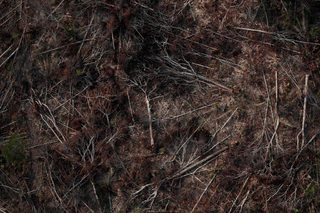 2019-08-22T170945Z_2033884596_RC1E8A70B9B0_RTRMADP_3_BRAZIL-ENVIRONMENT-WILDFIRES.JPG