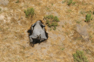 2020-07-02T000000Z_1339375368_RC2ZKH9Q8VO9_RTRMADP_3_BOTSWANA-ELEPHANTS.JPG