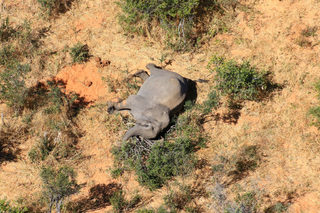 2020-07-02T000000Z_1133204579_RC2ZKH9N7UR8_RTRMADP_3_BOTSWANA-ELEPHANTS.JPG
