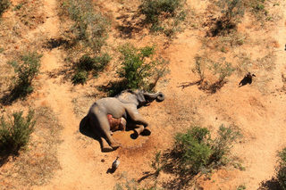 2020-07-02T000000Z_939361405_RC2ZKH9GZISF_RTRMADP_3_BOTSWANA-ELEPHANTS.JPG